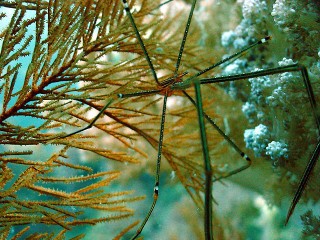 オルトマンワラエビ