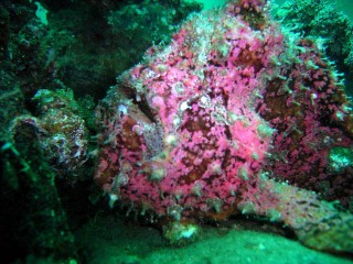 カエルアンコウ