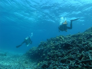 西表島・お花畑