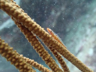 体験ダイビング