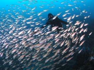 ネンブツダイ&てつさん