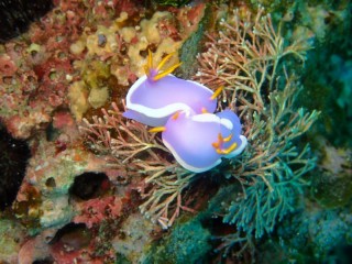 カグヤヒメウミウシ