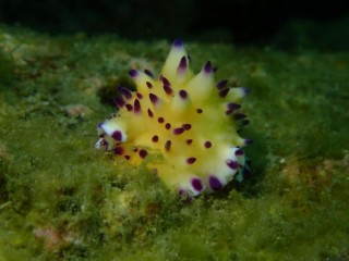 レンゲウミウシ