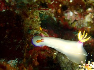 ゾウゲイロウミウシ