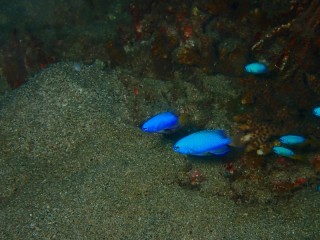 ソラスズメダイ