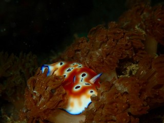 マダライロウミウシ