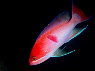 アカオビハナダイ