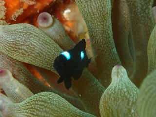 ミツボシクロスズメダイ