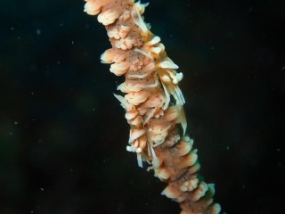 ムチカラマツエビ