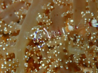 アカホシカクレエビ