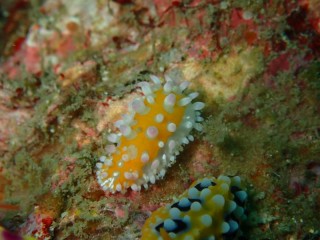 イガグリウミウシ