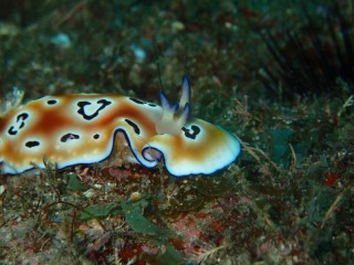 奇形ヒョウモンウミウシ