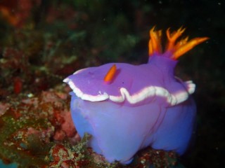 奇形？カグヤヒメウミウシ