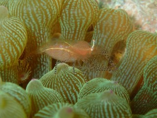 子持ちカザリイソギンチャクエビ