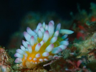 イガグリウミウシ