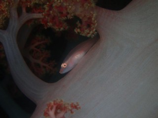 スケロクウミタケハゼ