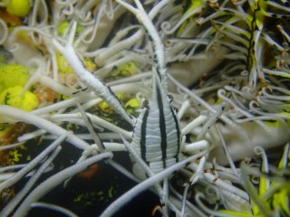 コマチコシオリエビ