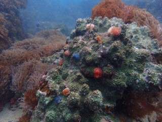 イバラカンザシ