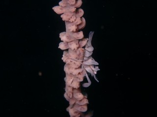 ムチカラマツエビ