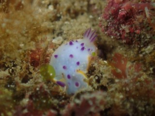 クリアイロウミウシ