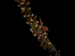 ムチカラマツエビ