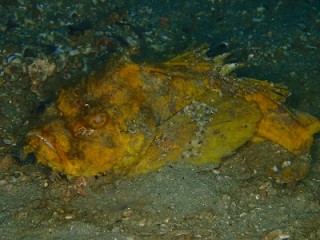 黄金のオニカサゴ
