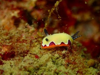 フジナミウミウシ