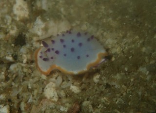 クリヤイロウミウシ