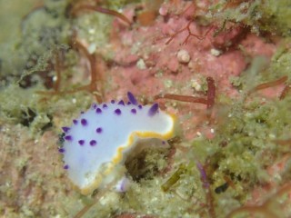 クリヤイロウミウシ