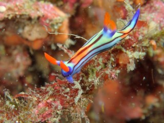 セトリュウグウウミウシ