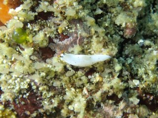 カメキオトメウミウシ