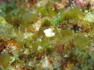 シロミノウミウシ