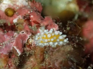 イガグリウミシ