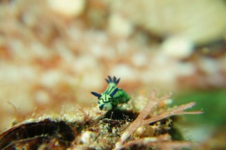 オオクチリュウグウウミウシ