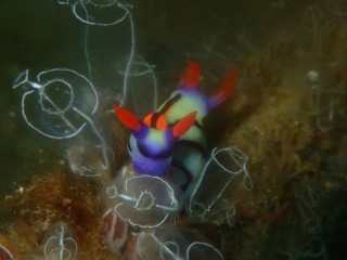 セトリュウグウウミウシ