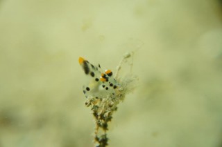 ツノザヤウミウシ