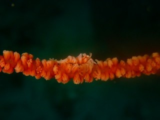 ムチカラマツエビ