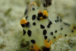 ツノザヤウミウシ