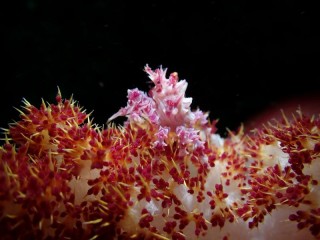 イソコンペイトウガニ