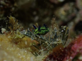 オオクチリュウグウウミウシ