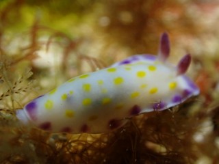 コモンウミウシ