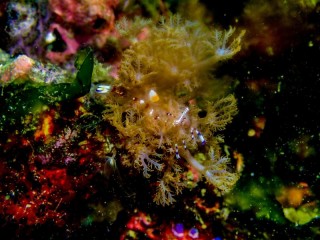 アカホシカクレエビ