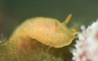 ダイダイウミウシ