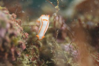 キンセンウミウシ