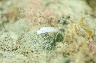 カスミミノウミウシの仲間