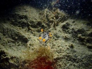 ツノザヤウミウシ