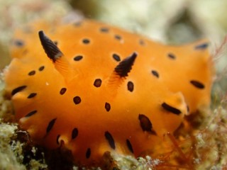 ヒメマダラウミウシ