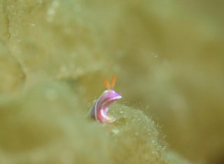 フジイロウミウシ