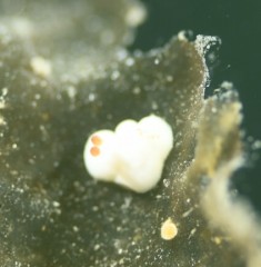 シロウサギウミウシ