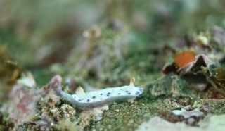 リュウモンウミウシ